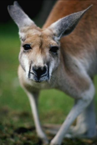 Kangourou