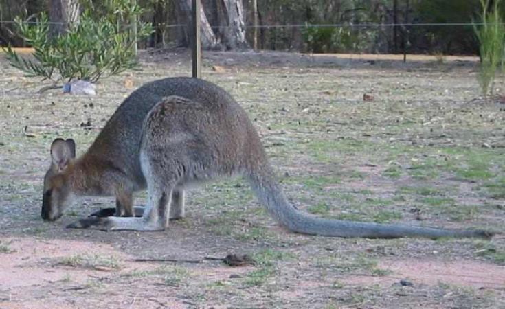 Un kangourou