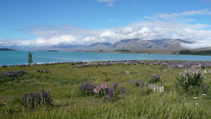 Lac Tekapo (île du Sud)