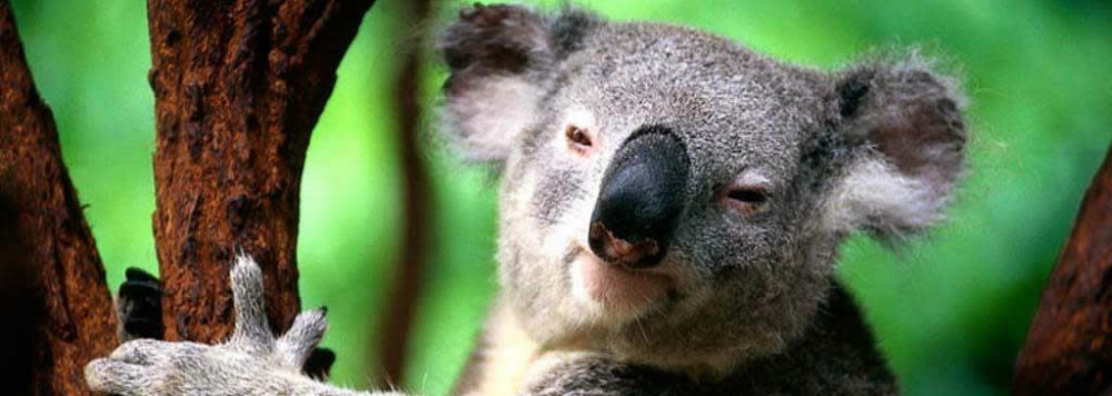 séjours linguistiques d'anglais pour jeunes et adolescents en Australie